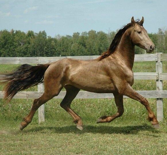 Georgian Grande Horse